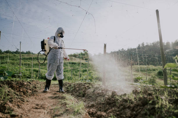 Best Ant Control Services  in Rock Valley, IA