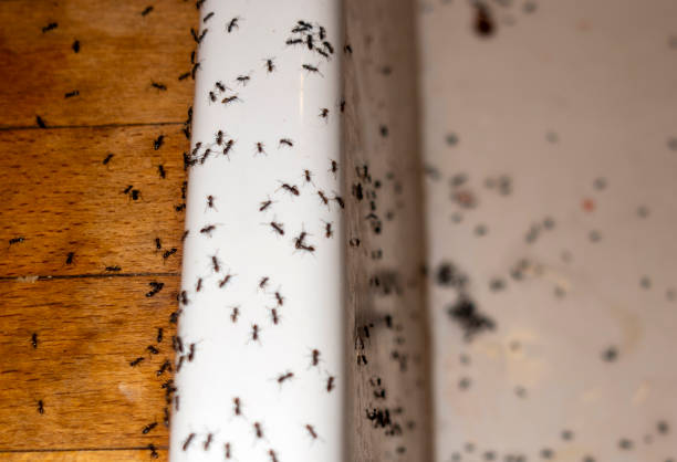 Best Pest Prevention Services  in Rock Valley, IA